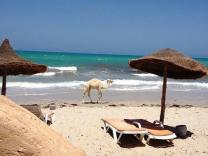 KONTINENTALNI TUNIS